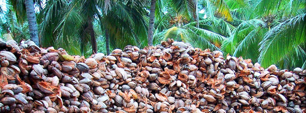 coconut-fiber-for-hydroponics-6