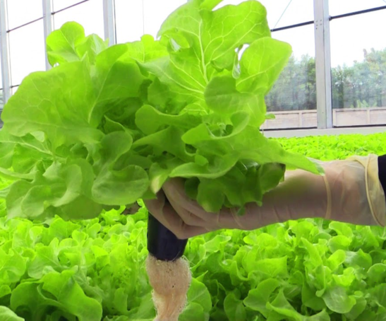 lattuce