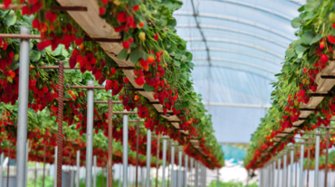 strawberries-grown-indoor-greenhouse