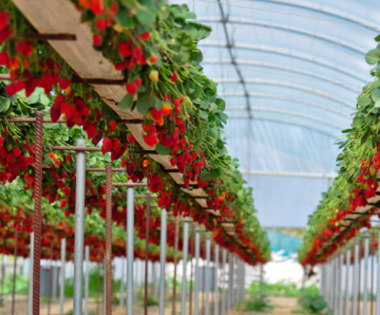strawberries-grown-indoor-greenhouse