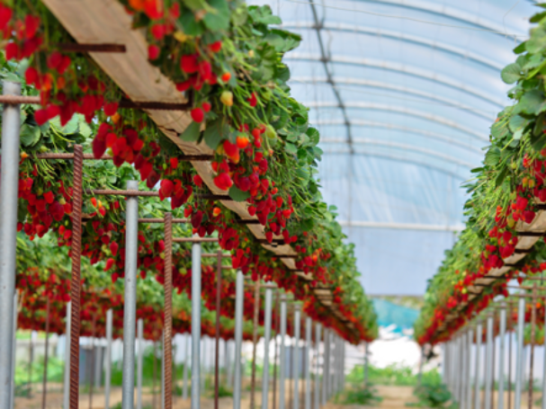 strawberries-grown-indoor-greenhouse