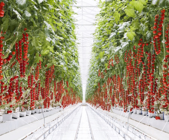 tomatoes-9